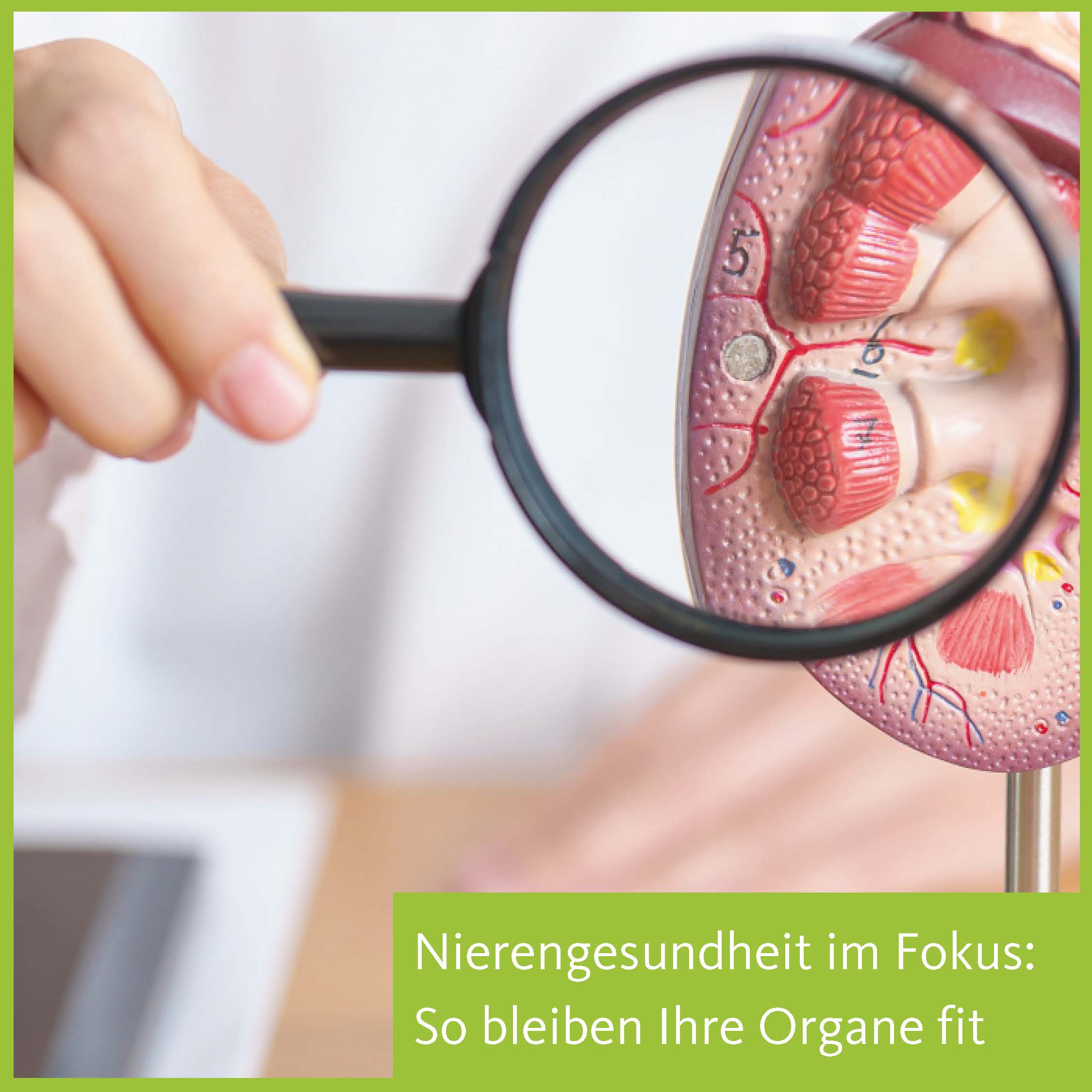 Nierengesundheit - Publikumsvortrag
